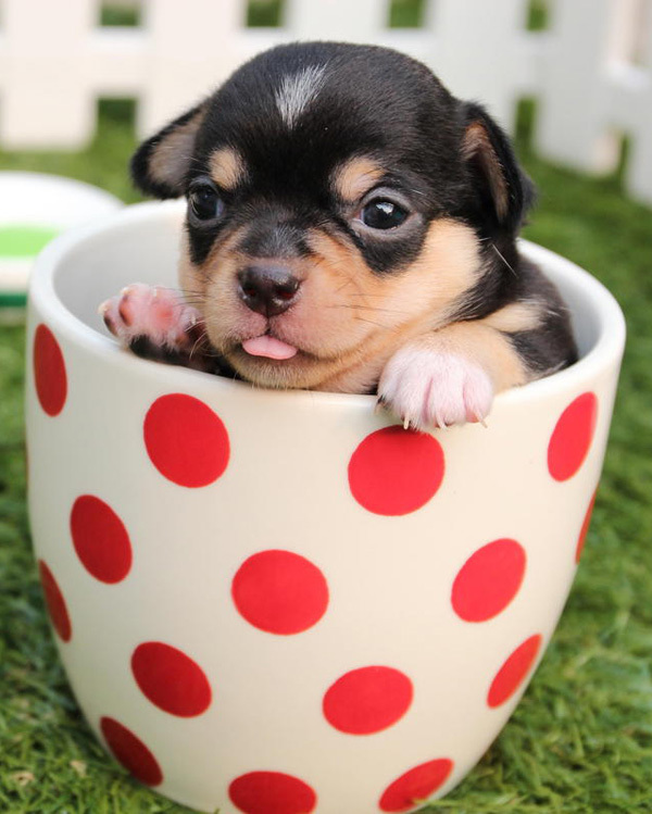 Click image for larger version  Name:	Puppy.jpg Views:	0 Size:	124.5 KB ID:	991085