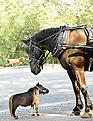 Click image for larger version

Name:	thumbelina_smallest_horse.jpg
Views:	329
Size:	116.7 KB
ID:	830956